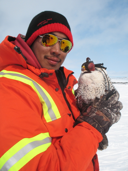 Lars Qaqqaq holds a peregrine falcon during the Agnico Eagle Amaruq raptor survey in 2016. (PHOTO BY ALASTAIR FRANKE)