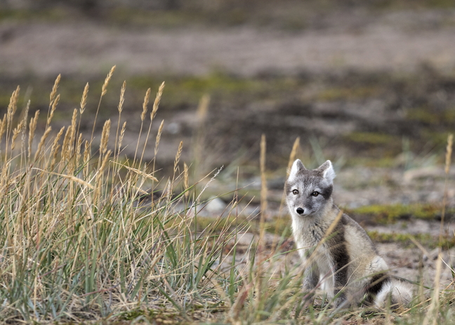 The Fantastic Mr. (or Mrs?) Fox, still in a brown summer coat, sits alert on the landscape a few kilometres outside of Rankin Inlet. The fox was one of three pups that entertained our photographer over the summer as it grew from newborn to pup and left the den. Its coat will soon change to white as it prepares for snow, and its first winter,  in the Kivalliq. For more fox images and videos, go to @DadRankin on Twitter. (PHOTO BY DOUG MCLARTY/ARCHTECH DESIGN)