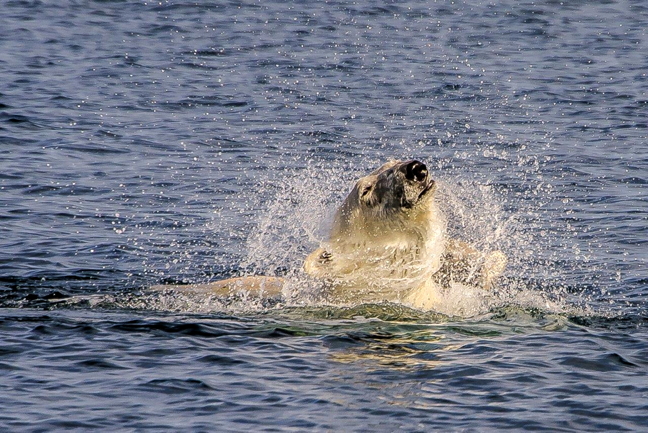 I'm just going to shake it off, shake it off: a female polar bear swims near the islands by Cape Fullerton, northeast of Chesterfield Inlet, on the western coast of Hudson Bay, July 28. The mother and cub were swimming to the mainland away from three other bears, who were on the islands, when this photo was taken. (PHOTO BY MAGGIE PUTULIK PHOTOGRAPHY)