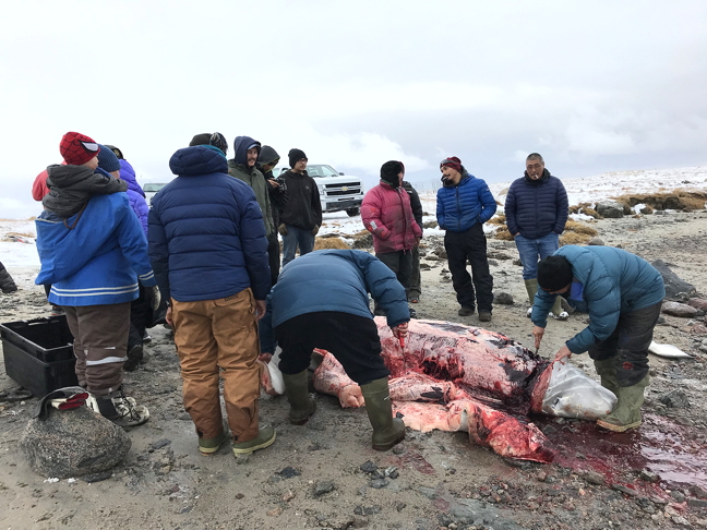 A post-harvest beluga butchering and buffet on the beach in Clyde River summons a gathering of local residents. The beluga, one of two which swam into the bay right near the Clyde River dock Oct. 6, was a rare sighting and made for a smooth harvest earlier this month. According to our photographer, who participated in the harvest, the fresh meat and maktaaq was distributed and gone within minutes. (PHOTO BY ROBERT KAUTUK)