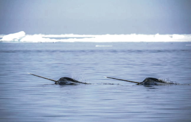 The Inuit Circumpolar Council is worried about pieces of potentially toxic Russian space debris scheduled to fall near Pikialasorsuaq, also known as the North Water polynya, between Nunavut and Greenland. In a PSA this week, the Government of Nunavut described it, however, as a