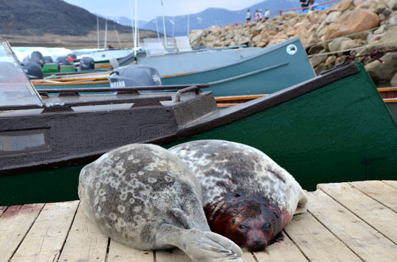 Freshly caught ring seals lie on the dock at Qikiqtarjuaq. Would the creation and funding of local Inuit associations help produce a viable community service delivery model, using Nunavut Trust funds that now go to the regional Inuit associations? (FILE PHOTO)