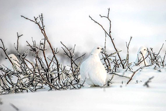 These three ptarmigans are observed by Brian Zawadski during the annual Christmas bird count drive outside Rankin Inlet on Dec. 27. He counted 146 common ravens, three willow ptarmigans and three common eiders. The Christmas bird count is a census of birds in the western hemisphere, performed annually in the northern hemisphere's early winter by volunteer birdwatchers and administered by the National Audubon Society. (PHOTO BY PUTULIK PHOTOGRAPHY)