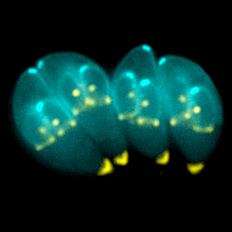 The T. gondii parasites, now spreading in Canada's Arctic, have the potential to cause a number of health impacts among people—and animals. (PHOTO/WIKIPEDIA COMMONS)