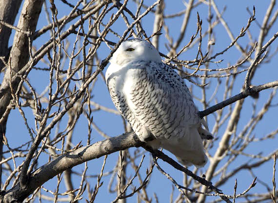 Snowy owls, commonly seen in many parts of Nunavut and Nunavik, are rare in the state of Missouri, but this one was photographed in a tree during the winter of 2011–12. This winter, snowy owls are back in the south-central United States. For more, read our story on the mass migration of snowy owls to the south.  (PHOTO COURTESY OF THE MISSOURI DEPT. OF CONSERVATION)