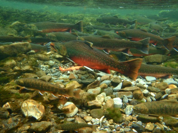 Some Arctic char migrate to the sea for part of the year, while others live a full life in fresh waters. (PHOTO BY NEIL MOCHNACZ)