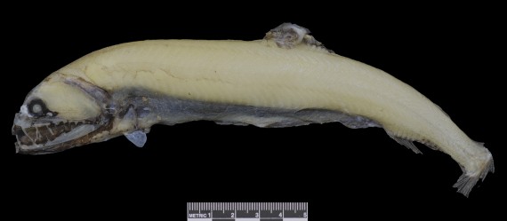 This large-eye snaggletooth fish is recorded in the Canadian Museum of Nature’s Arctic fish collection of more than 70,000 specimens. The collection provides baseline data for taxonomic and geographic information included in a new book on Canada’s Arctic marine fish. (PHOTO COURTESY OF THE CANADIAN MUSEUM OF NATURE)