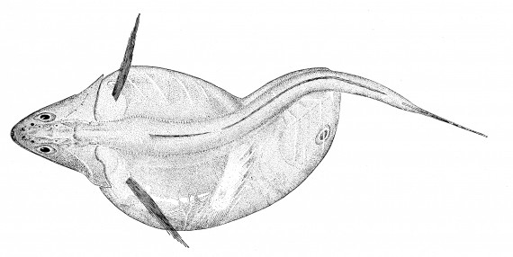 This top view of a bloated Hartel’s swallower (Chiasmodon harteli) shows that the fish has a belly full of recently caught supper. (PHOTO BY JOHN L. TOTTENHAM)