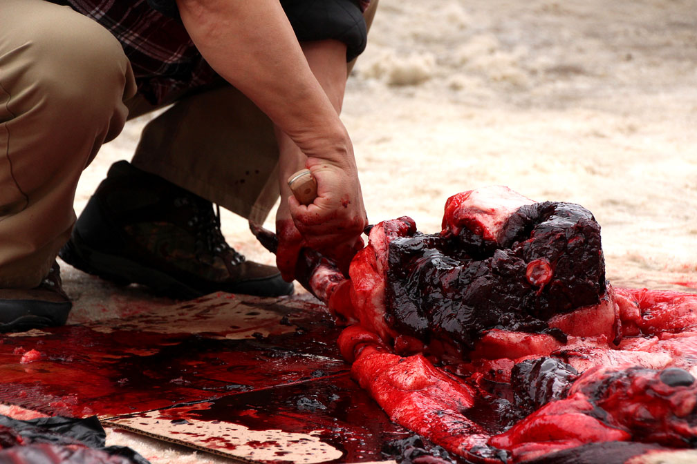 Eemeelayou Arnaquq butchers a seal at the Toonik Tyme seal skinning contest in Iqaluit yesterday. (FILE PHOTO)