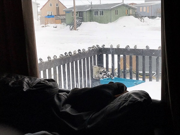 A spring morning in Arviat. The Savikataaq family's dog Magnum doesn't appear too interested by the group of snow buntings lining the front deck of their home May 13. (PHOTO BY SUSAN SAVIKATAAQ) 