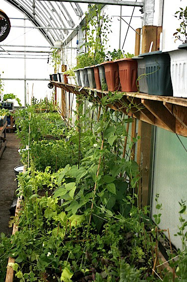 There are changes coming to the leadership of the Iqaluit Community Greenhouse Society, but also the potential for new growth. (FILE PHOTO)