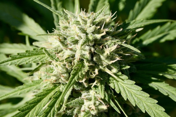 A Senate committee says Ottawa should delay the implementation of its Cannabis Act for up to a year to allow more consultation with Inuit and other Indigenous groups. (PHOTO BY BRIAN SHAMBLEN/FLICKR CC-BY 2.0)