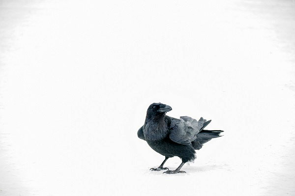 Robert Kautuk spotted six ravens outside his Clyde River home in the blowing snow last weekend, but just one of the birds stuck out. Ravens, or tulugait, take advantage of limited warmth in the cold weather by turning their backs to the sun so their black feathers can absorb heat. We hope you enjoy more seasonable weather than this over the Victoria Day long weekend, during which time our offices will be shut. We’ll be back at it on Tuesday, May 22. (PHOTO BY ROBERT KAUTUK) 