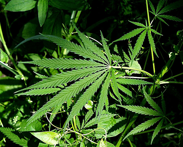 Nunavut MLAs finally passed Bill 7 on June 13, which sets out a legal framework for cannabis regulation in the territory. (FILE PHOTO)