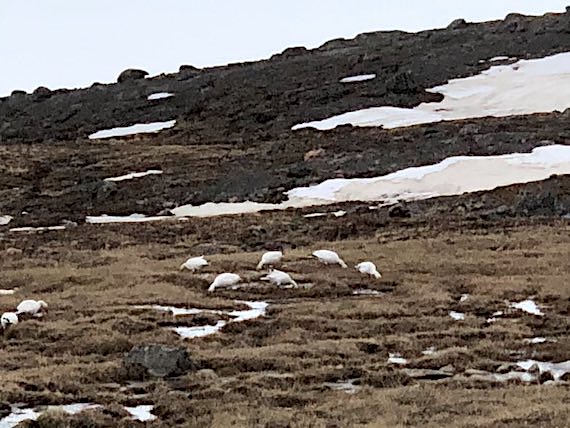 A group of thirsty snow geese stop on a hillside outside Iqaluit on June 3, where, until this past week, there was snow cover. (PHOTO BY JANE GEORGE)