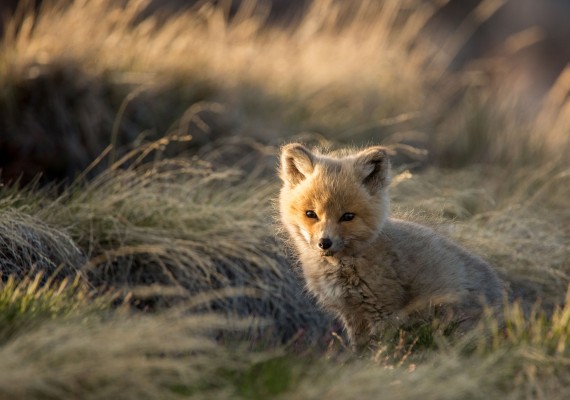 Clare Kines spied this fox kit at a den near Arctic Bay at midnight on July 1. He first came across the den earlier in the spring, when he saw a female fox that was nursing, and decided to return later. “There were at least four kits, with this one being the smallest of the litter,” he writes this week. “I saw them over the course of about a week, they were already quite grown and ready to leave. They left the den about a week and a half after I first saw them, about 10 days ago.” (PHOTO BY CLARE KINES)