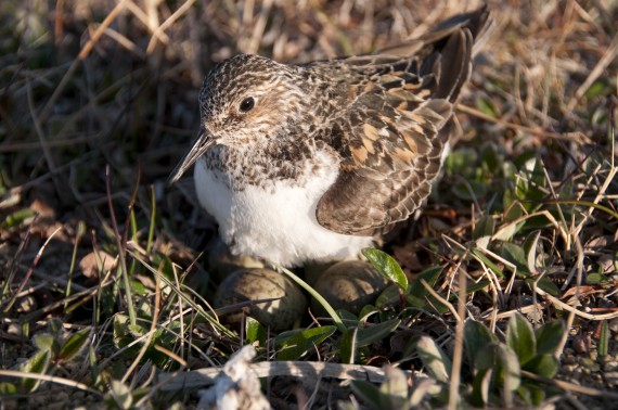 A sanderling is seen incubating four eggs in Greenland. (PHOTO COURTESY OF JEROEN RENEERKENS)