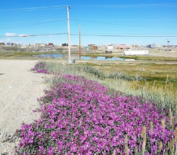 In bloom: Abraham Kadluk stopped to admire the dwarf fireweed in bloom along the roadside in his hometown of Chesterfield Inlet. The entire plant is edible; it's sometimes boiled with fat or steeped as tea. (PHOTO BY A. KADLUK)