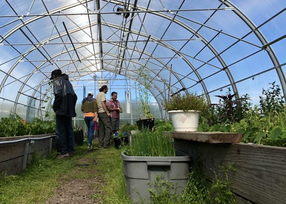 Visitors examine the produce, including lettuce, kale, Swiss chard and green onions, growing at the Kuujjuaq greenhouse on Saturday, Aug. 11, at the first harvest festival hosted there. They also got to taste some of the vegetables and share in a corn roast, though the corn had to be flown in, given the short growing season in the North. (PHOTO COURTESY OF MISAEL MORALES)
