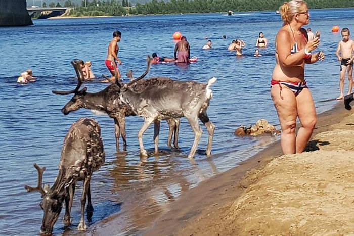 On July 20 in Rovaniemi, Finland, reindeer share the cool river waters with swimmers as the temperatures surpass 30 C. This photo, snapped by a passerby, became widely circulated, as an image of the unusually hot northern weather. (PHOTO BY PEKKA NIINIVAARA/FACEBOOK)