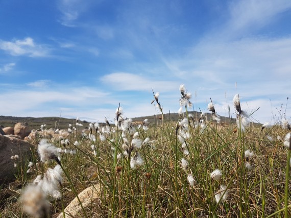 Arctic cotton, or pualunnguat in Inuktitut, blows in the breeze along Iqaluit's Road to Nowhere. The cotton-like plant is dried and rolled with seal fat so it can be used as a wick for a qulliq or oil lamp. (PHOTO BY SARAH ROGERS) 