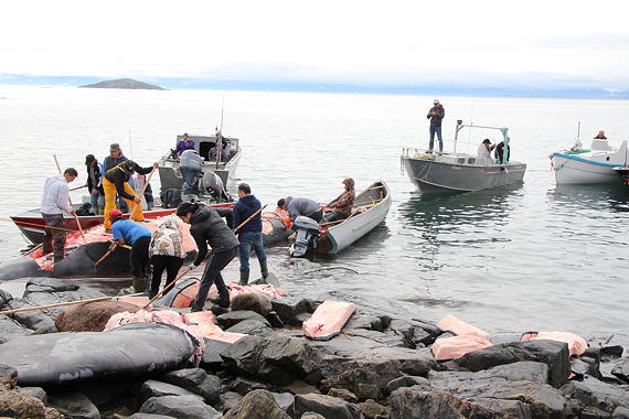 Iqaluit residents work together to help butcher a bowhead whale on Wednesday, Aug. 15. (PHOTO BY BETH BROWN)