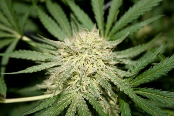 Iqaluit city councillors are worried that many of the city’s residents may be unaware of the rules that will govern where legalized cannabis may be smoked. (PHOTO BY BRIAN SHAMBLEN/FLICKR CC-BY 2.0)