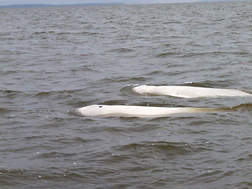 Ear health is important for belugas, because they use vocalization more than other whales. (PHOTO COURTESY OF DFO) 