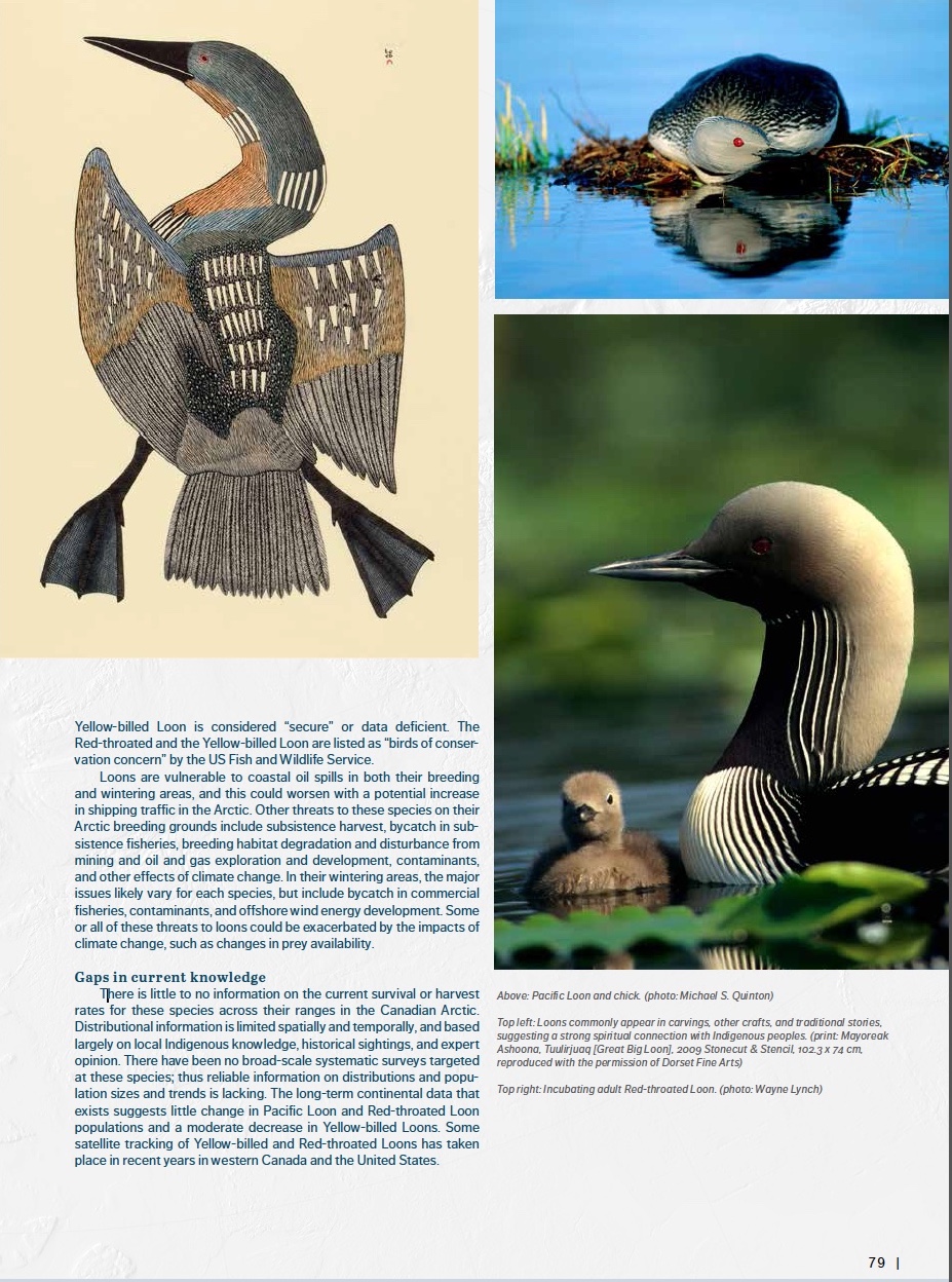 This page on the loon from Canada's Marine Atlas shows the high quality of photos, along with other visual materials, contained inside.