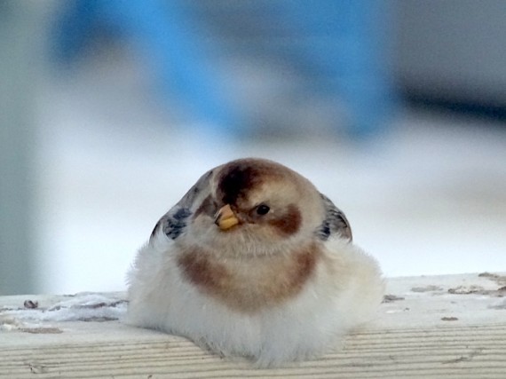 A  plump snow bunting in Cambridge Bay fluffs up its feathers to get the maximum warmth from the sun on Oct. 13. By the end of last week, snow buntings appeared to have left the western Nunavut community for points south, although reports from a birdwatcher in Whale Cove suggest that the hardy birds were still around this Kivalliq community. Snow buntings overwinter further south than Nunavut where their favourite foods, seeds, are more in abundance. (PHOTO BY JANE GEORGE)