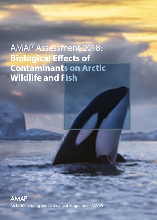 A new report by the Arctic Council's Arctic Monitoring and Assessment Programme on the biological effects of contaminants on Arctic wildlife and fish reveals that toxic substances like PCBs are still having an impact in the Arctic.