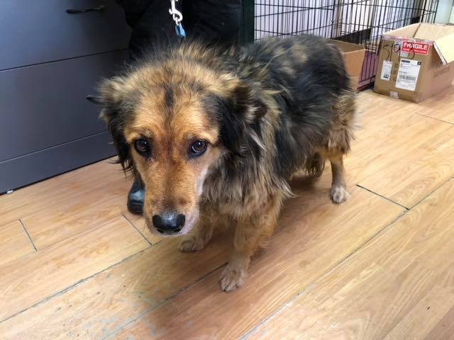 Rankin Inlet's municipal enforcement officers picked up this cold dog recently, looking for its owner in the community of about 3,000. (PHOTO FFROM RANKIN INLET NEWS/FACEBOOK)