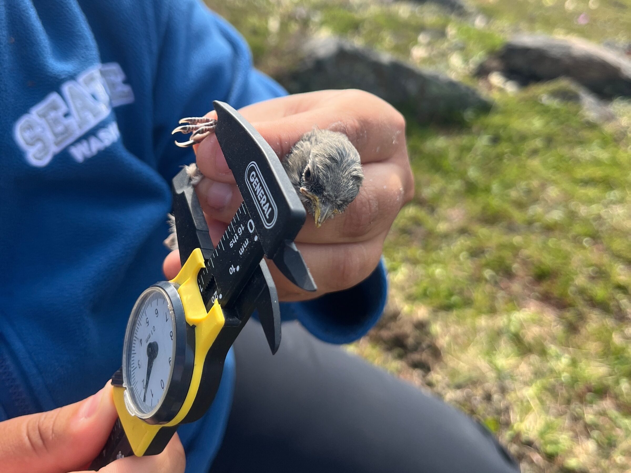 Researcher Patricia Rokitnicki bands and measures a young snow bunting Sunday morning in Iqaluit. Rokitnicki is part of a research group that has located and studied 115 snow bunting nests across Iqaluit this year. The young bird in this image came from a nest of four located near the old graveyard, and was returned after briefly being studied. (Photo by Jeff Pelletier)